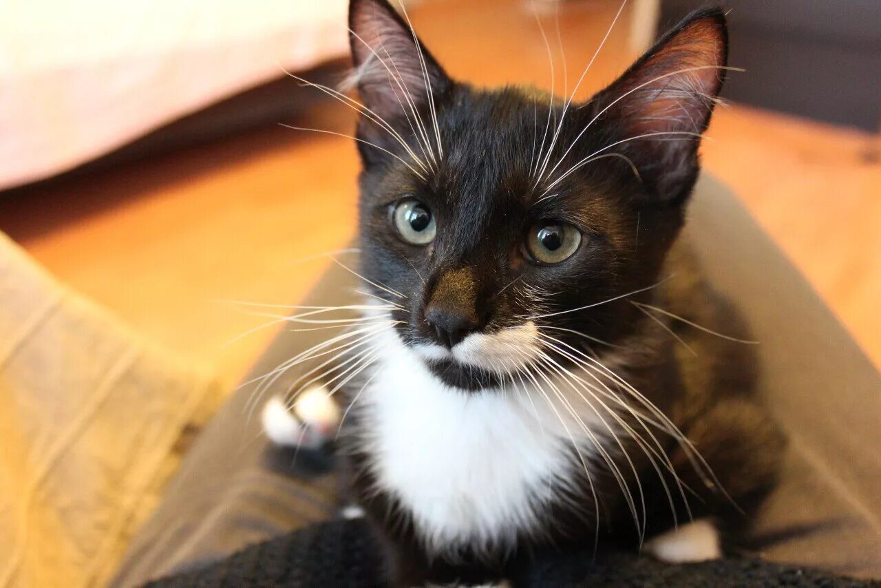 том и джерри романтика гитара. лилла каттен. кот усатый озорной песенка. кот усатый озорной. кот усатый озорной.