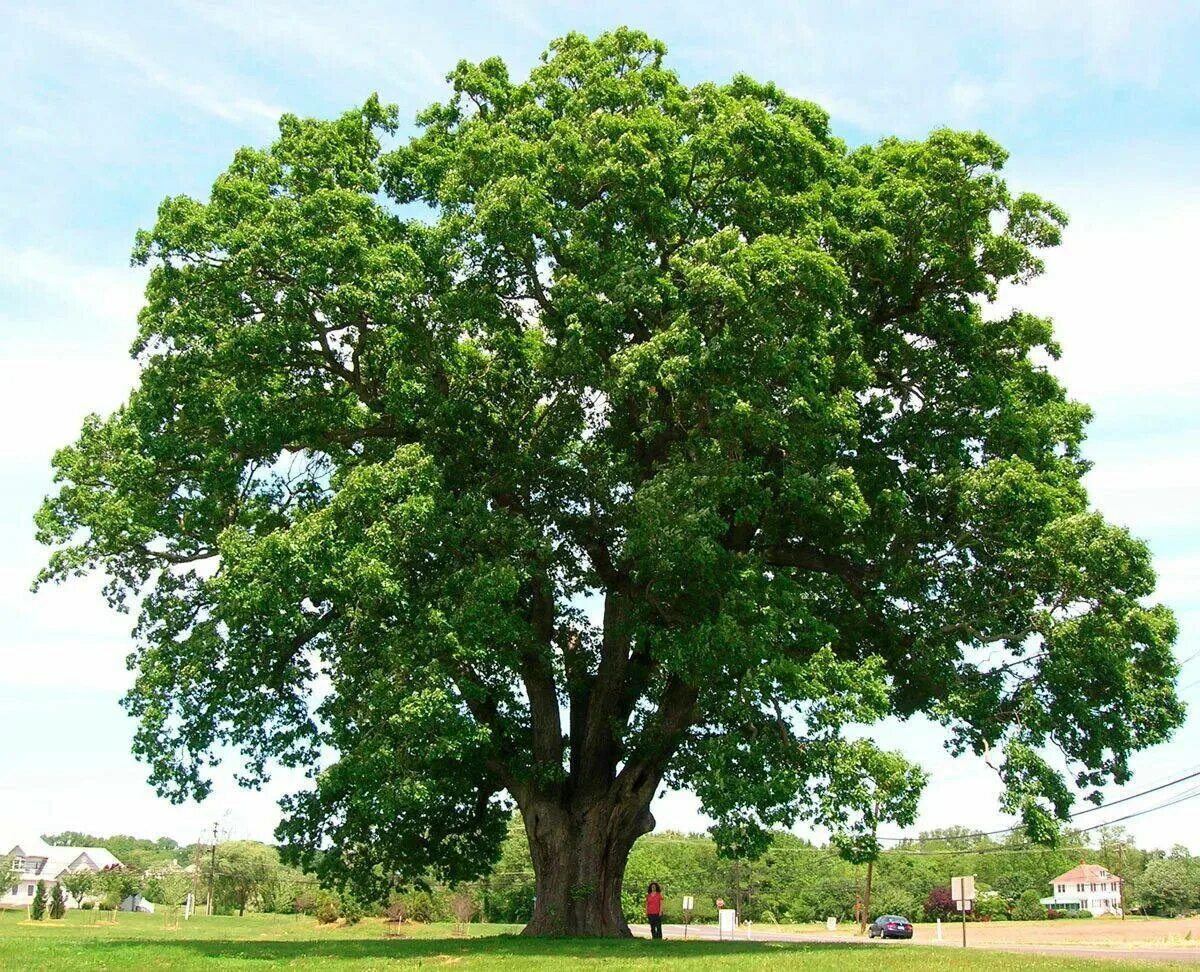 Дерево картинка. Дуб черешчатый крона. Дуб Quercus Alba. Дуб черешчатый Анапа. Дуб черешчатый Concordia.