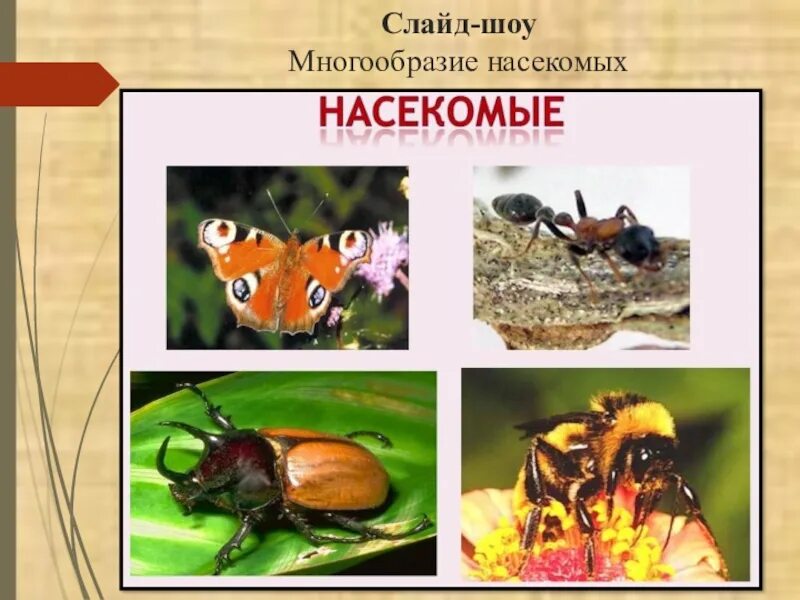 Класс насекомые многообразие. Многообразие насекомых. Многообразные насекомые. Многообразие клопов. Многообразные насекомые доклад.