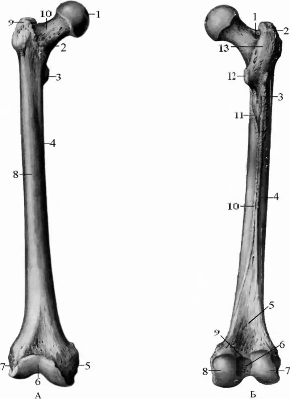 Бедренная кость анатомия строение. Строение бедренной кости анатомия. Бедренная КОСТЬАНАТОМИЯ кочть.