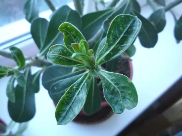 болезни адениума