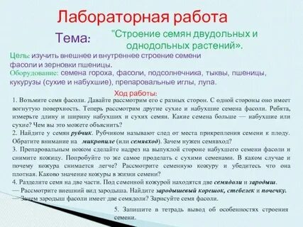 Лабораторная с горохом 7 класс