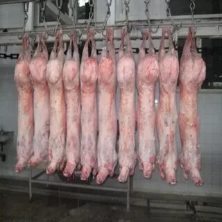 Мясо баранины туша