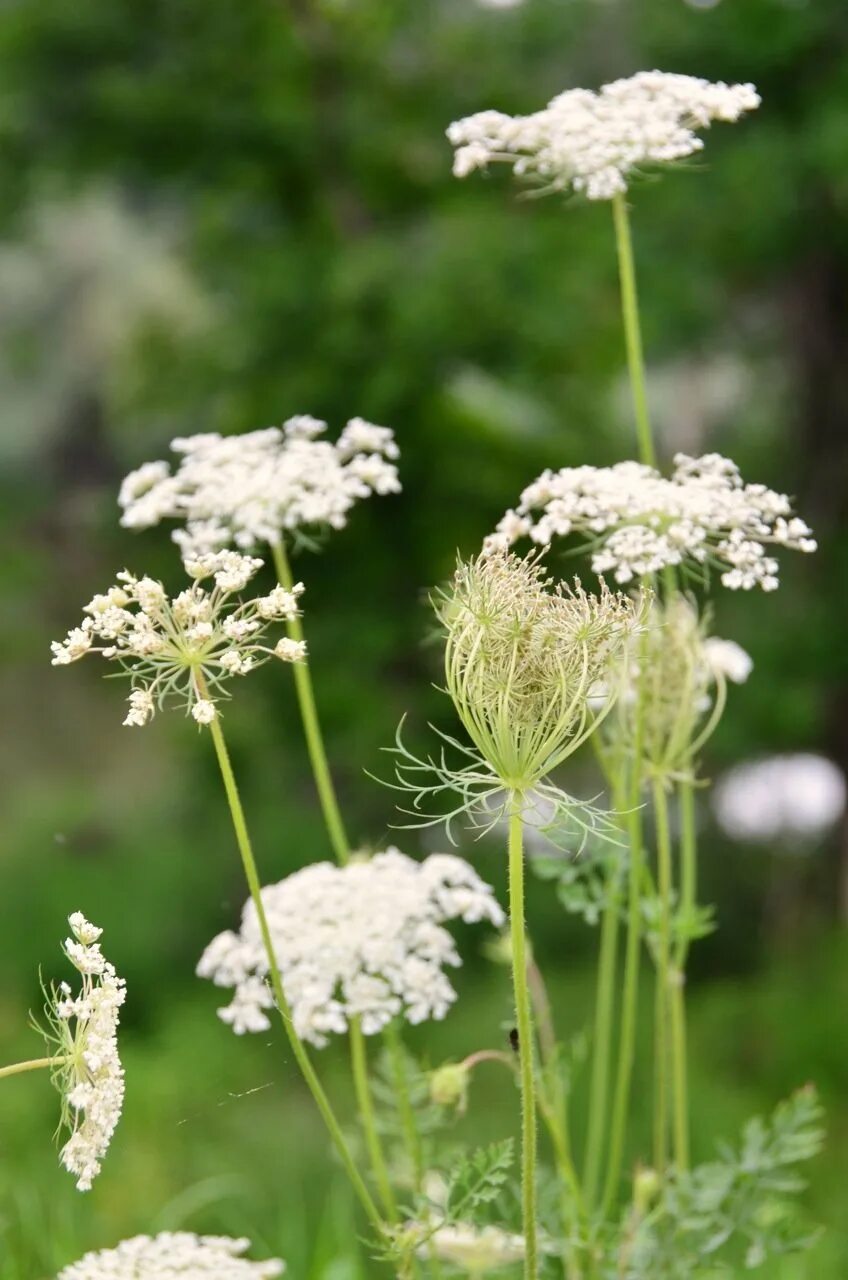 Daucus carota цветок. Морковь Дикая (Daucus carota). Дикая морковь зонтичные. Баркан Дикая морковь. Соцветие зонтик морковь