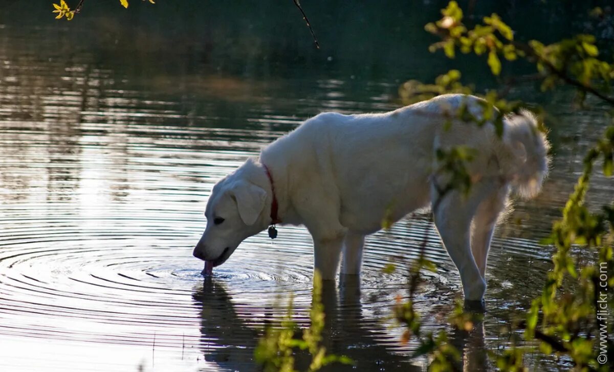 Собака отказывается пить воду. Собака пьет из озера. Собака пьет воду из реки. Собака пьет из речки. Собака пьет из лужи.