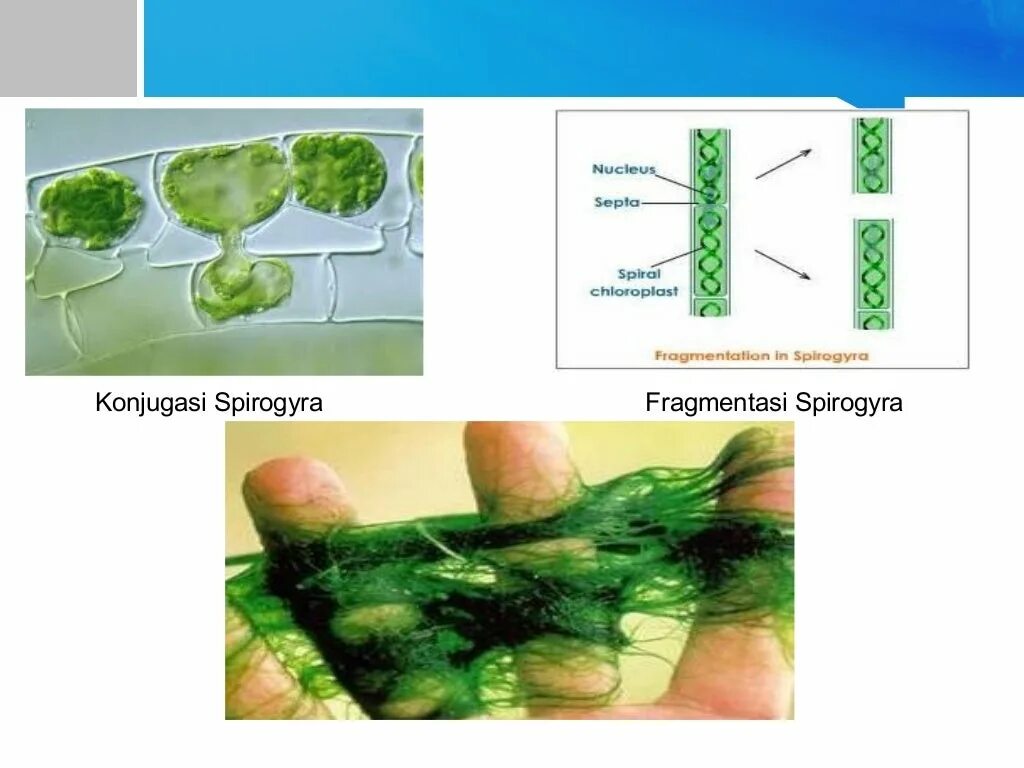 Спирогира низшее. Спирогира сфагнум. Конъюгация спирогиры. Цикл спирогиры. Спирогира водоросль размножение.