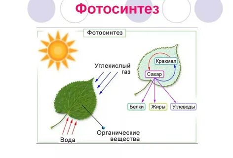 В каких органах растений происходит фотосинтез: найдено 87 изображений