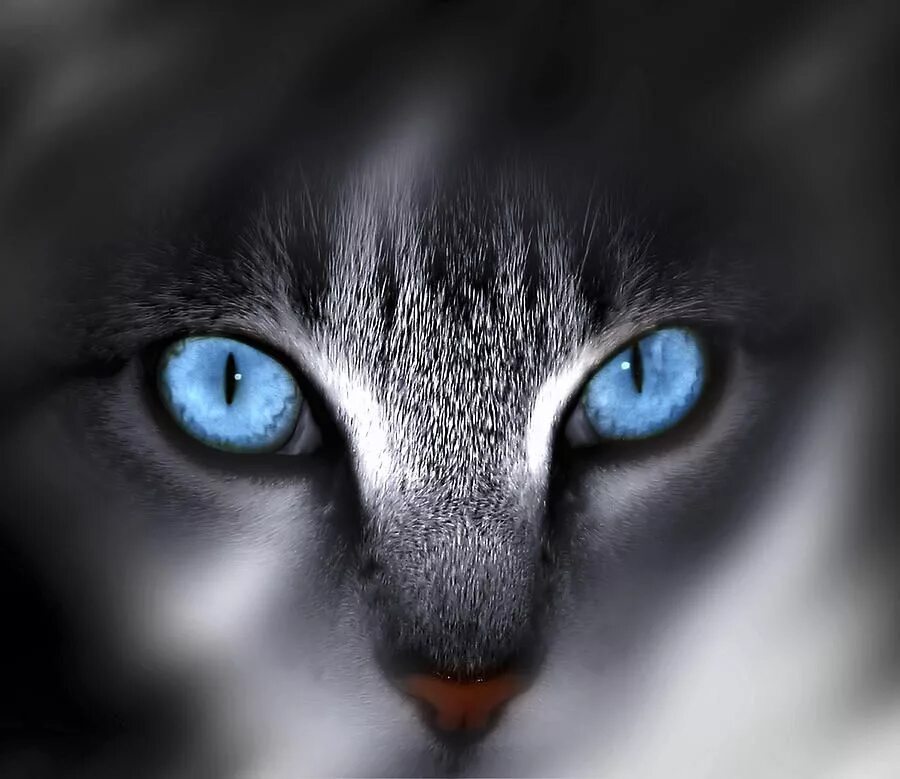 Глазки кошечки. Кошка с голубыми глазами. Кошка с красивыми глазами. Красивые кошачьи глаза. Красивая кошка с голубыми глазами.