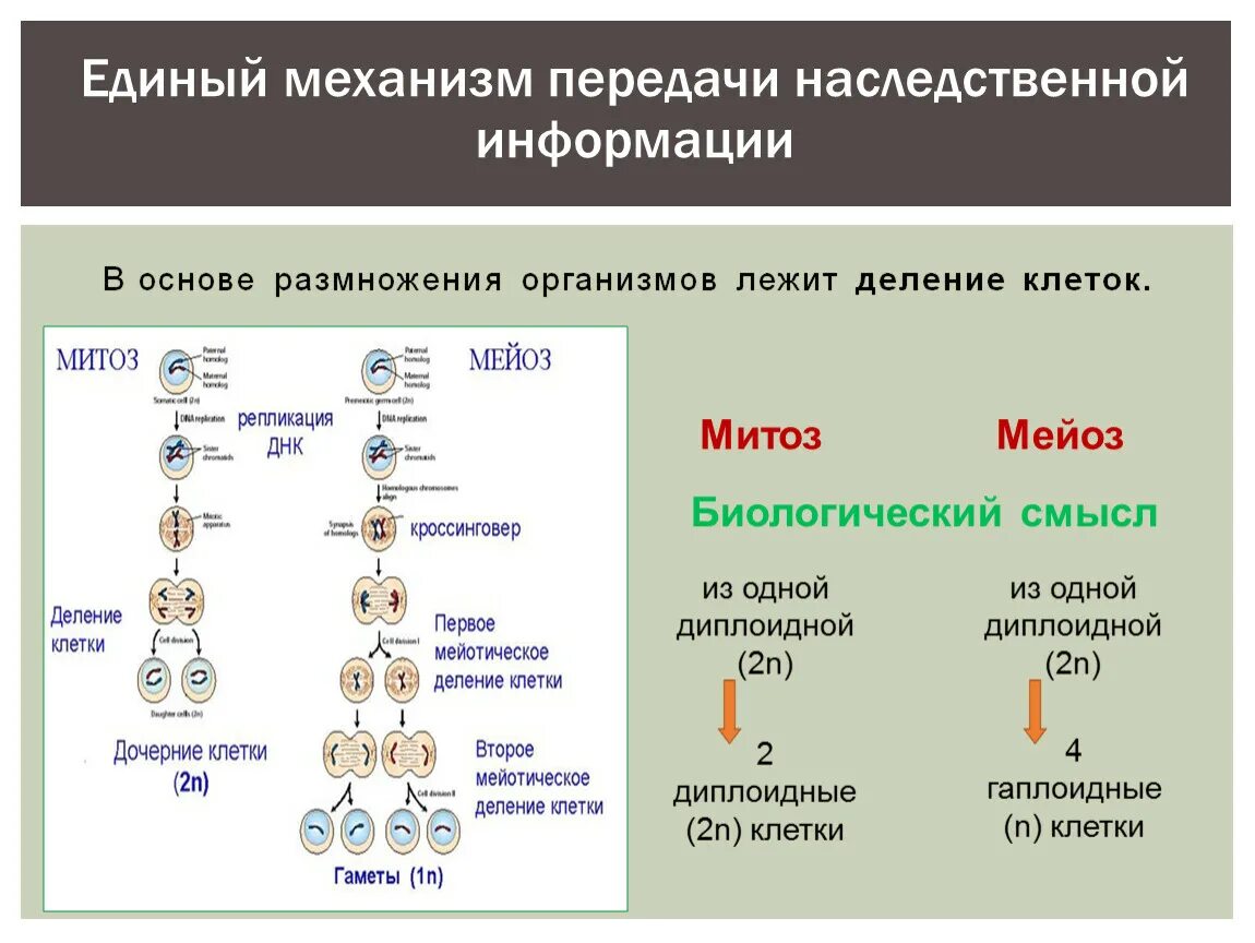 1 деление клеток лежит в основе