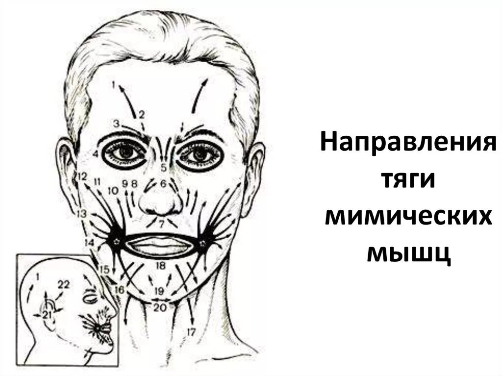 Косметология мышцы. Мышцы лица схема. Мимические мышцы лица анатомия. Мышцы депрессоры на лице. Схема мышц лица для массажа.