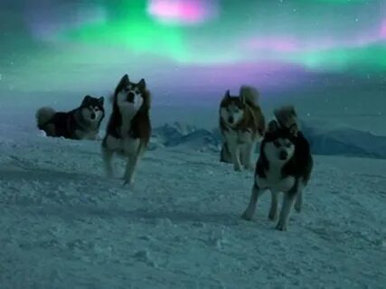 Белый плен на русском языке