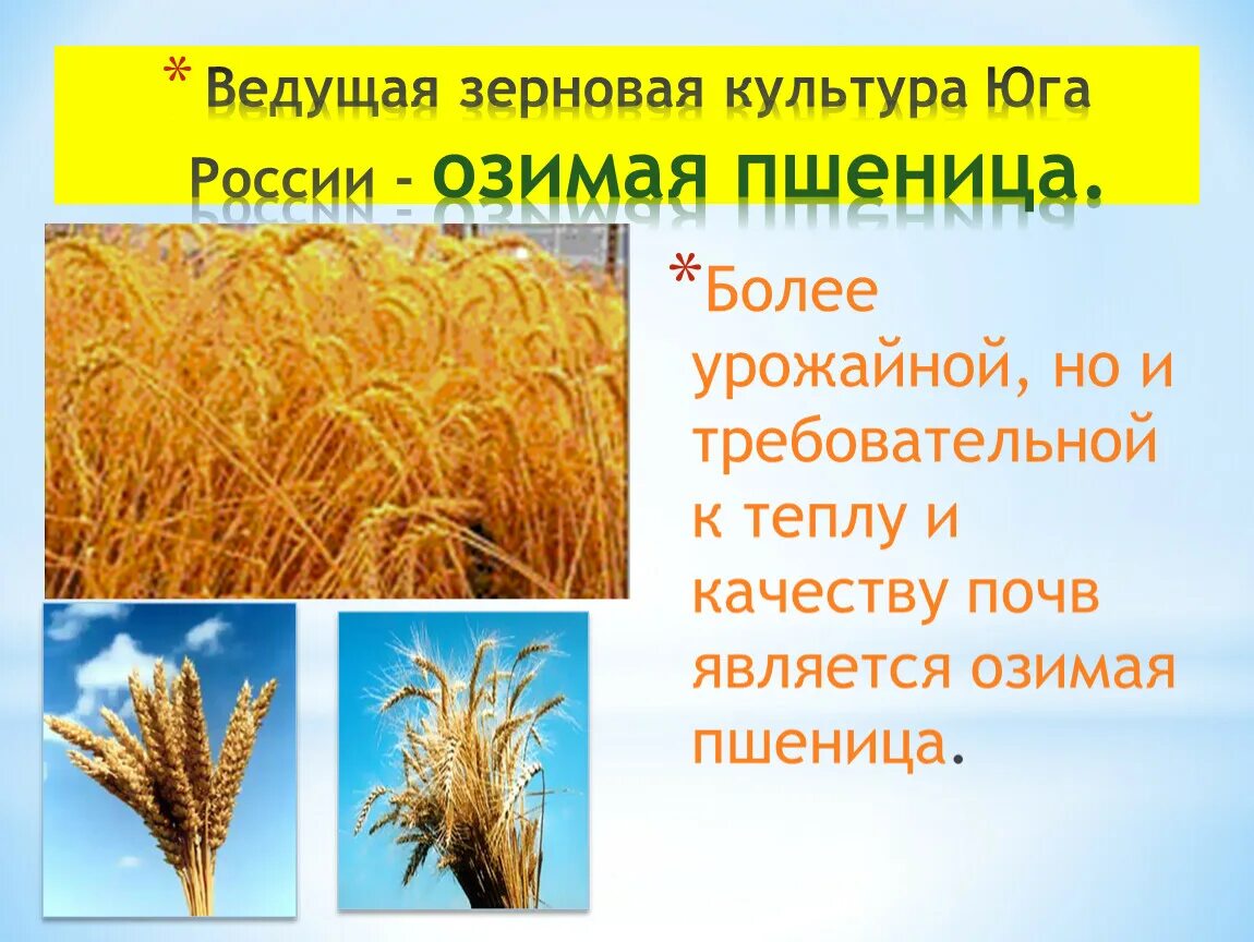 Ведущая зерновая культура России. Зерновое хозяйство европейского Юга. Зерновые культуры европейского Юга. Зерновые культуры европейского Юга России.