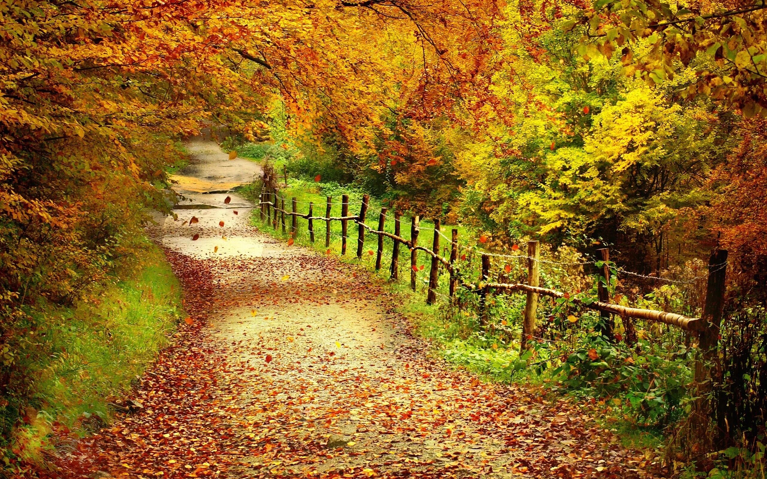 Куз 2. Осенний фон. Осенний пейзаж. Тропинка в осеннем лесу. Фон осенний лес.
