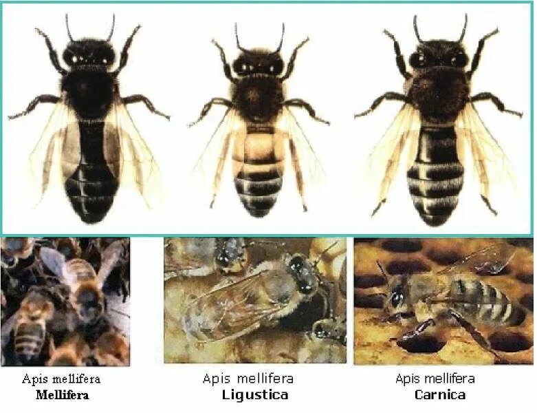 Различия пчел. Матка среднерусской пчелы. Меллифера пчела. Среднерусская пчела и Карпатка. Пчела Бакфаст и Среднерусская.