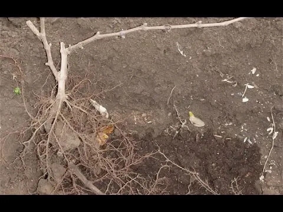 Как растут корни винограда