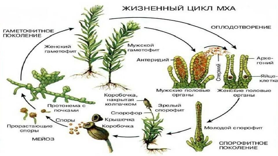 К какому классу относят растение предросток похожая. Стадии развития мха начиная с оплодотворения. Цикл развития мхов схема. Жизненный цикл мха сфагнума схема. Жизненная форма мохообразных.