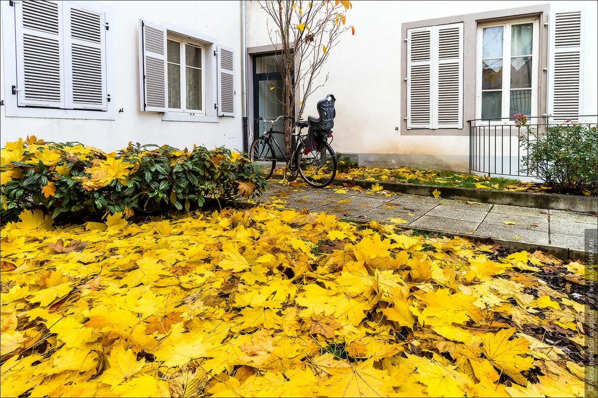 ковры с желтой расцветкой. желтый кавер. желтый кавер. желтый кавер. желтый коврик.