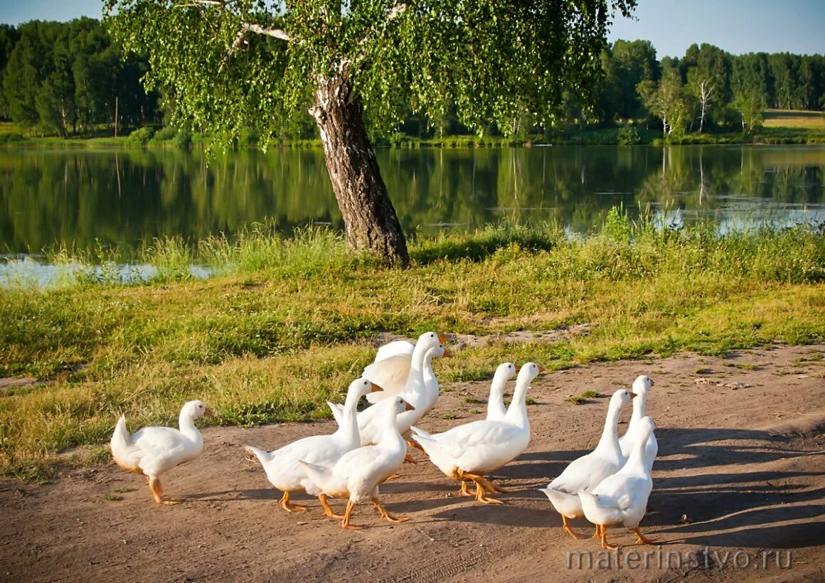 Гусыня с гусятами. Гуси утром. Доброе утро гусь. Обои с гусями. Доброе утро птички.