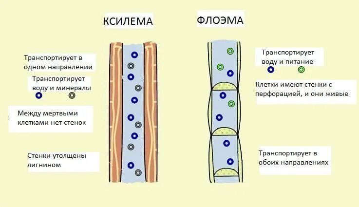 Клетки ксилемы живые. Строение ксилемы и флоэмы. Проводящие ткани растений ситовидные трубки Ксилема. Проводящая ткань Ксилема и флоэма. Ксилема и флоэма это ткани.