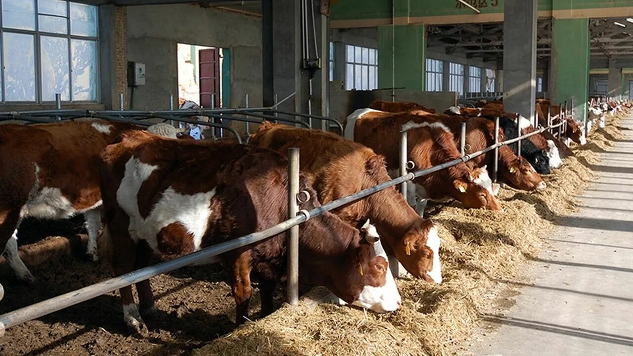 Фермы крупно рогатый скот. Разведение крупного рогатого скота. ферма крс. ферма крупнорогатого скота. ферма для крс мясного направления.