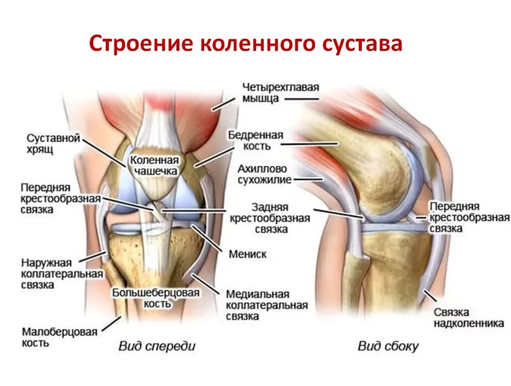 Описание сухожилий