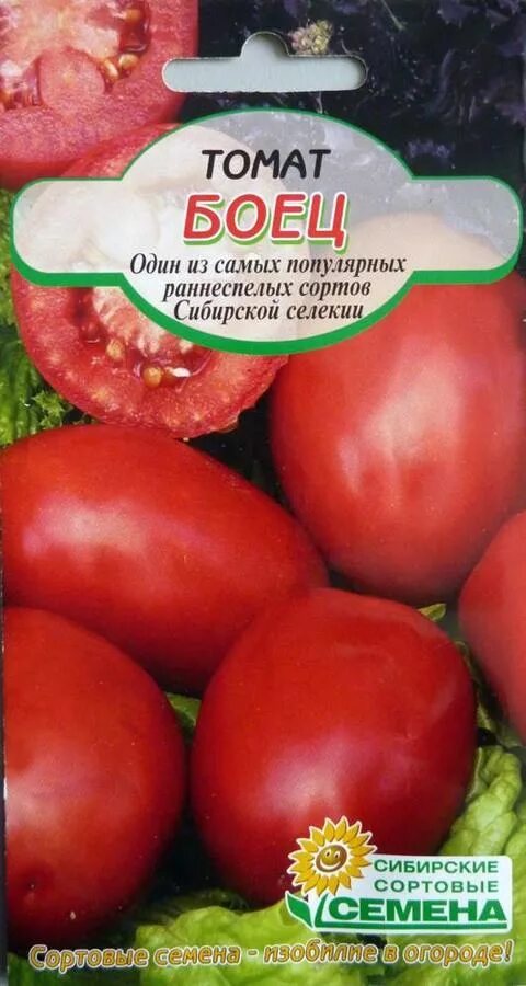 Семена боец томат. Томат боец скороспелый. Помидоры боец фото. Томат боец на кусту.
