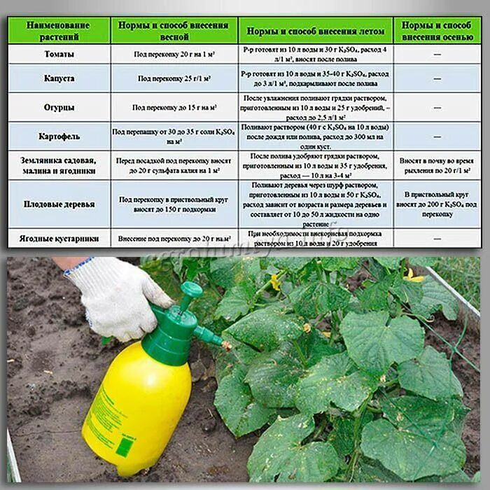 Опрыскивать ли огурцы. Удобрение для огурцов. Таблица внесения удобрений. Удобрение и подкормки для огурцов. Калийные удобрения для огурцов.
