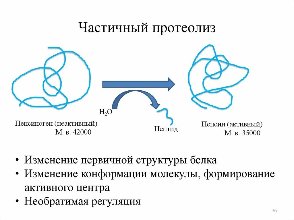 Изменение конформации. Частичный протеолиз. Частичный протеолиз биохимия. Частичный протеолиз ферментов. Изменение конформации активного центра.