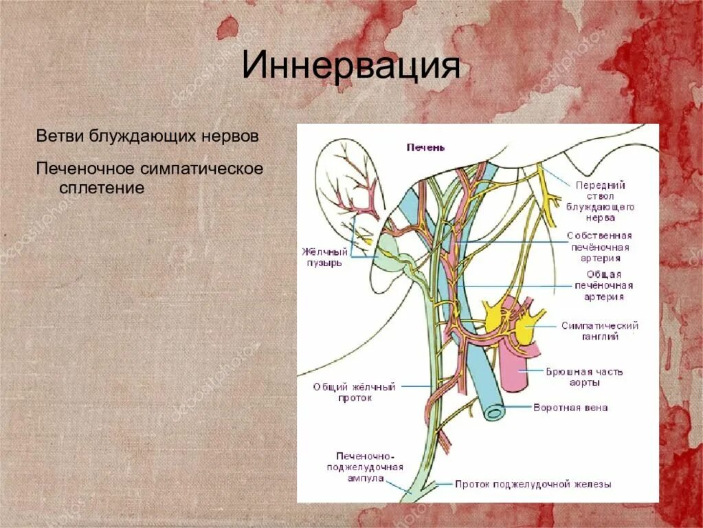 Кровоснабжение желчного пузыря схема. Иннервация печени топографическая анатомия. Блуждающий нерв анатомия схема. Органы, которые иннервируют ветви заднего ствола блуждающего нерва. Иннервация блуждающего нерва