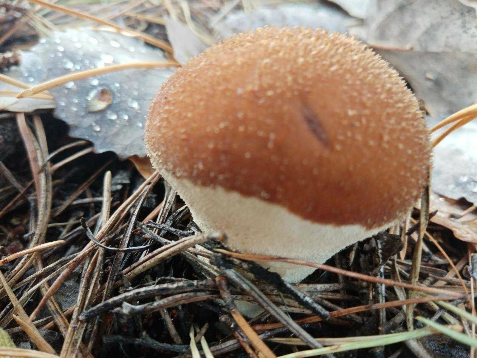 Толкачики грибы. Белый гриб в Якутии. Съедобные грибы Якутии. Трубчатые грибы Якутии. Грибы в самарской области