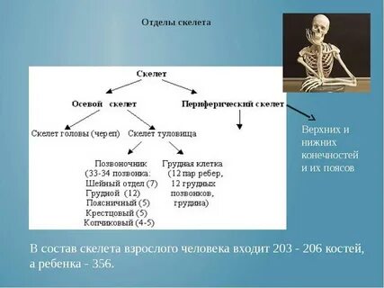 Отделы скелета головы и туловища