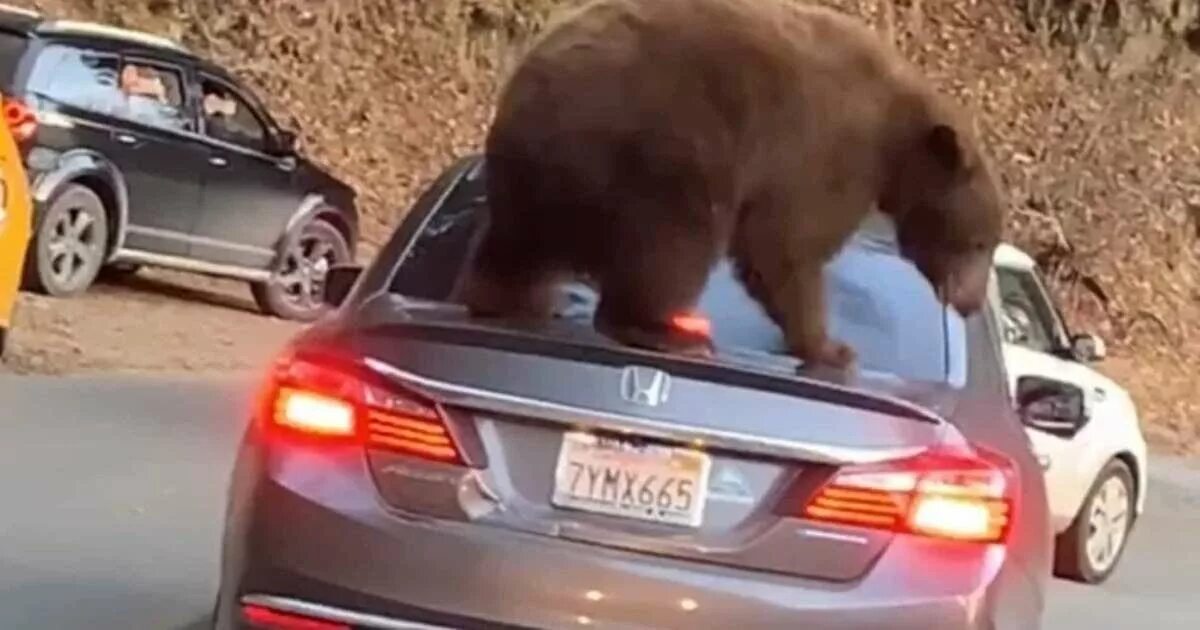 Нападение на автомобиль. Медведь набросился на машину. Нападение медведя на машину. Медведь залез в авто. Медведь забрался в автомобиль.