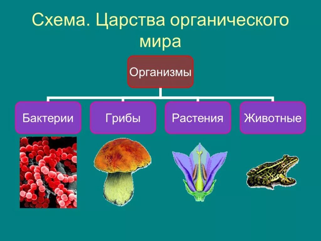 Органический мир подразделяется на царства