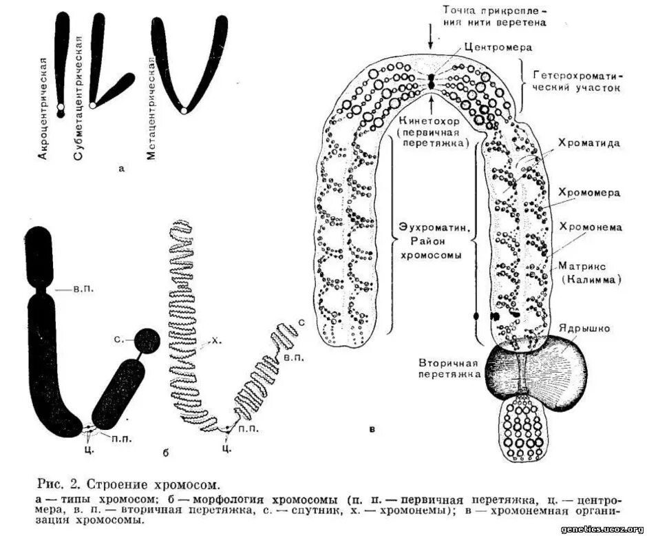 Схема строения метафазной хромосомы. Схематическое строение хромосомы. Строение метафазной хромосомы. Морфология и структура хромосом. Внутреннее строение хромосом