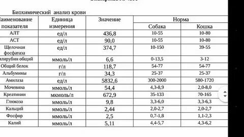 За что отвечает креатинин в биохимическом анализе