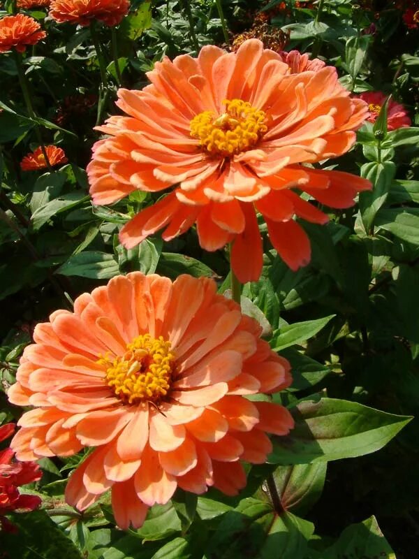 цветы кавалерчики фото. цветы кавалеры. циния георгиновая. цинии георгиновидные. цинния бенарис джайнт.