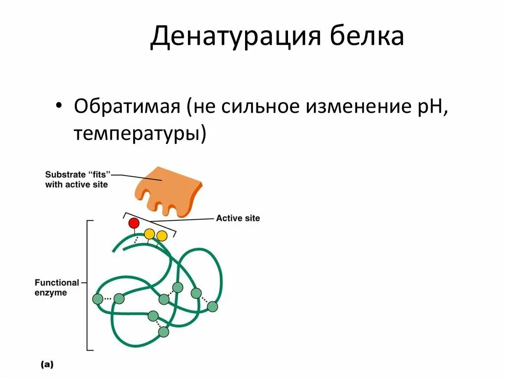 Процессы денатурации белков. Белки структура денатурация. Денатурация белка схема. Механизм денатурации белка биохимия. Механизм денатурации белков биохимия.