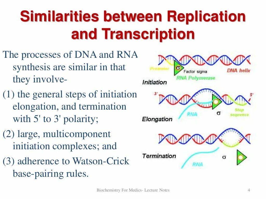 DNA Transcription. Replication and Transcription. Process Transcription DNA RNA. DNA Replication steps. Dna перевод