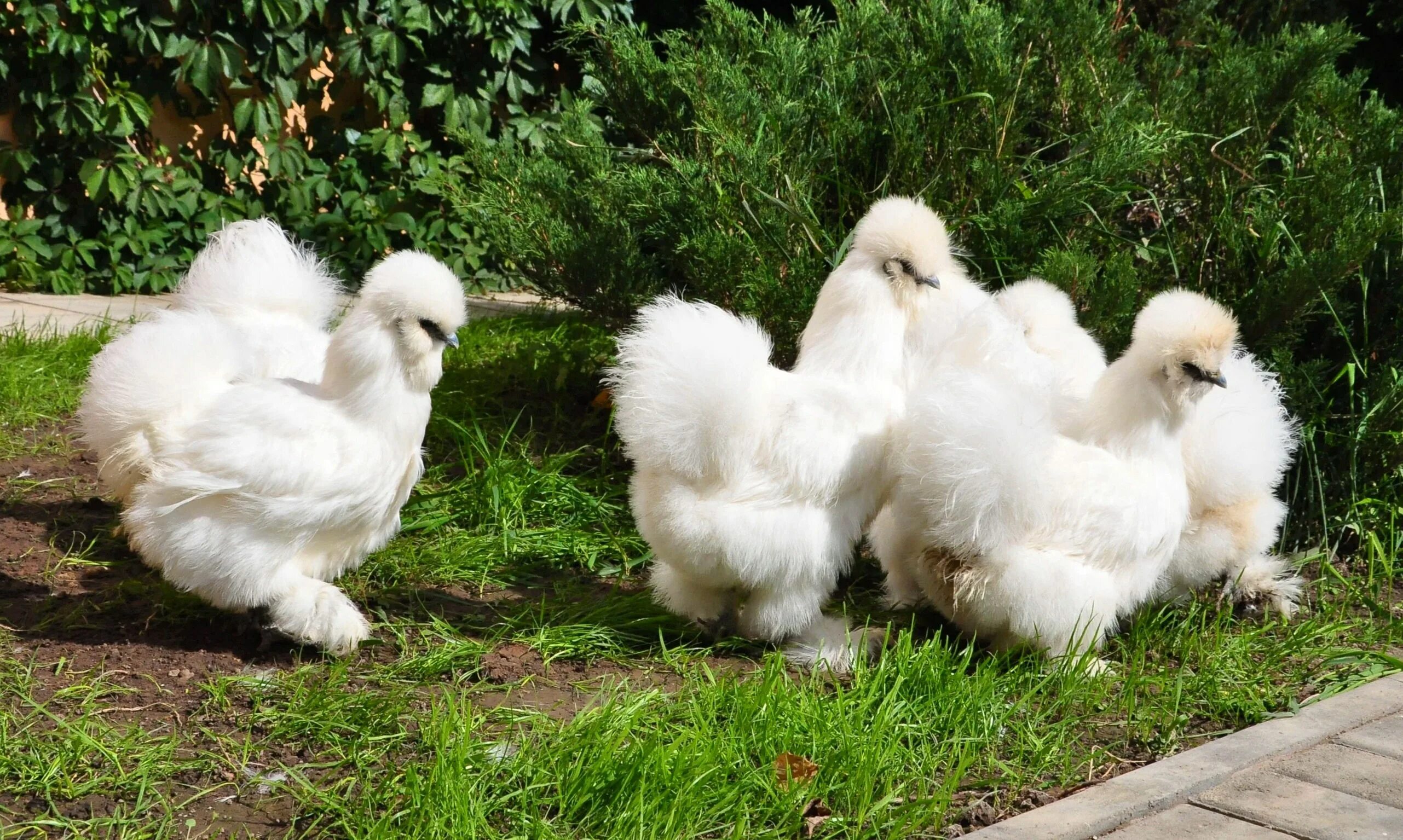 Маран порода кур. Виандот порода кур. Брама кохинхин. Породы кур с цыплятами. Куры несушки мясояичная порода.