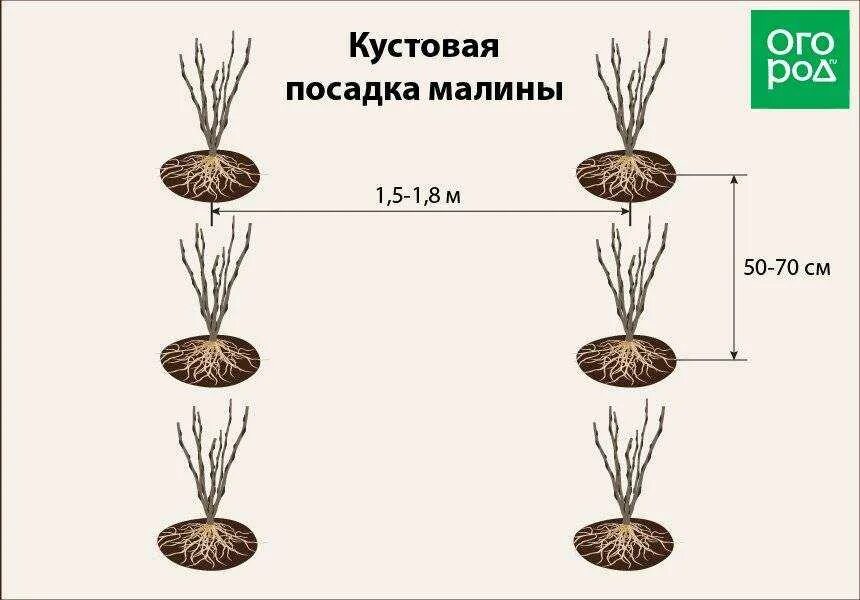 На каком расстоянии сажать саженцы. Схема посадки малины. Схема посадки кустовой малины. Схема посадки малины кустами. Малина схема посадки кустов.