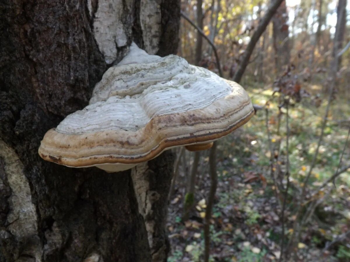 Трутовиком в природе. Трутовик белый Краснодарский край. Трутовик настоящий fomes fomentarius. Гриб трутовик настоящий. Трутовик ивовый.