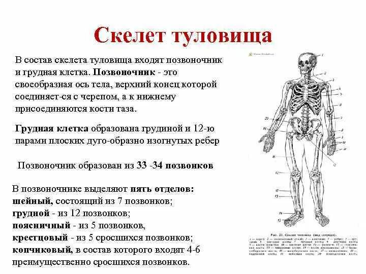 Органы составляющие скелетную