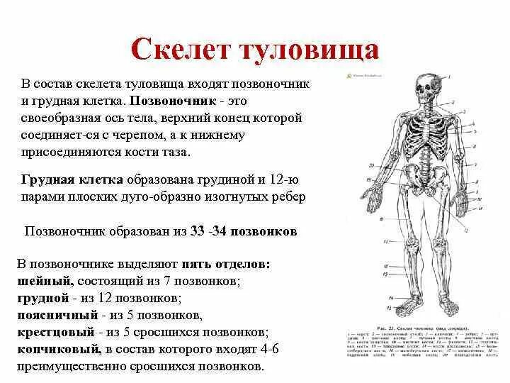 Значение скелета человека. Состав скелета туловища. Функции скелета туловища человека. Расскажите о скелете туловища. Значение скелета туловища.