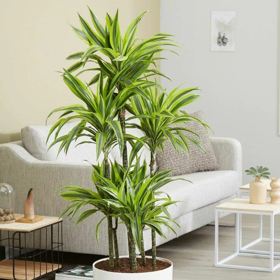 5 лучших растений для рабочего кабинета Plant decor, House plants indoor, Plant 