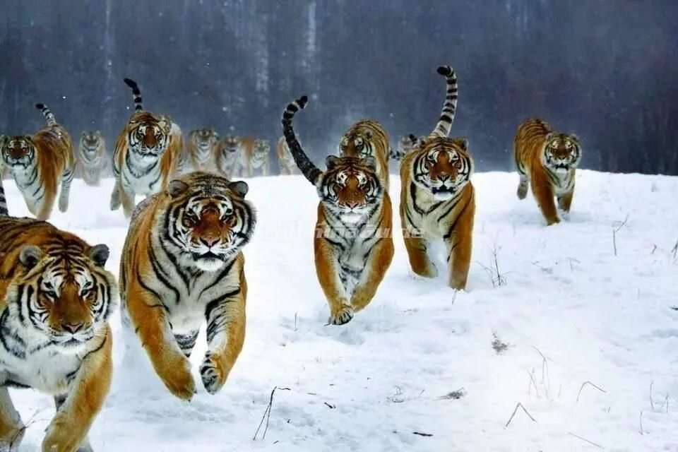 Амурский тигр группа