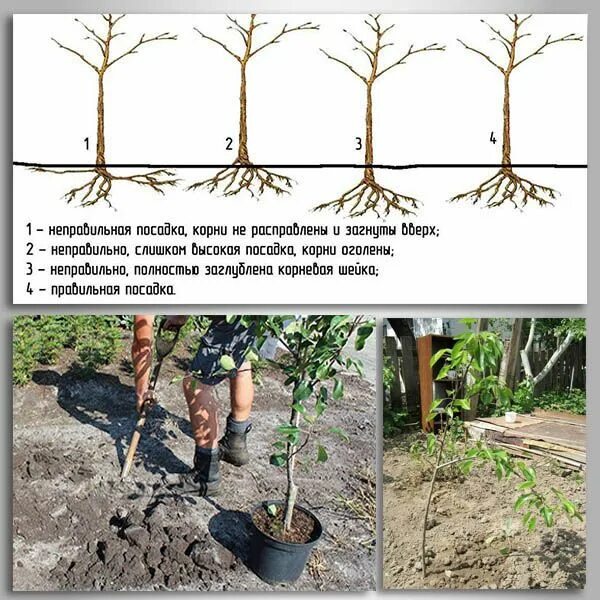 Можно ли посадить грушу. Посадка груши. Правильная посадка груши. Как правильно сажать грушу. Как правильно посадить грушу.
