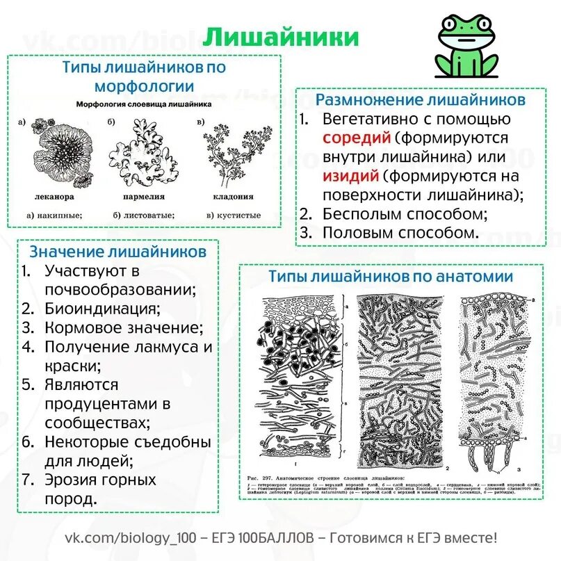 Грибы в лишайниках какие функции. Строение лишайников таблица. Строение лишайника ЕГЭ. Схема строения лишайников. Схема строения слоевища кустистых лишайников.