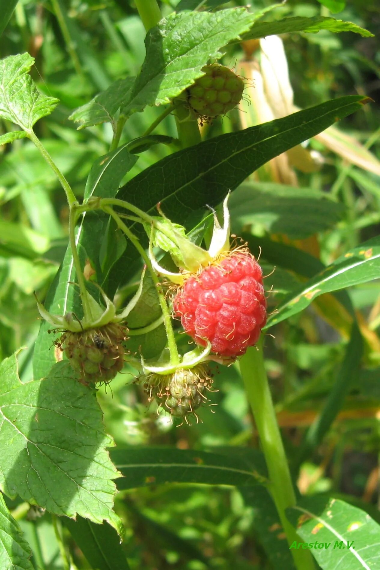 Малина rubus spectabilis. Горна малина. Горная малина на монблане. Малина интересная. Малина дикая лесная.
