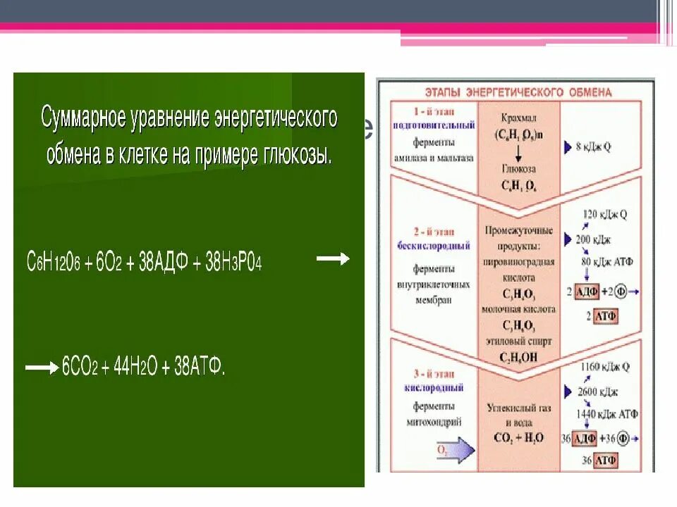 3 Этапа энергетического обмена. Этапыэнергетическоготобмена. Формула энергетического обмена. Уравнение подготовительного этапа энергетического обмена.