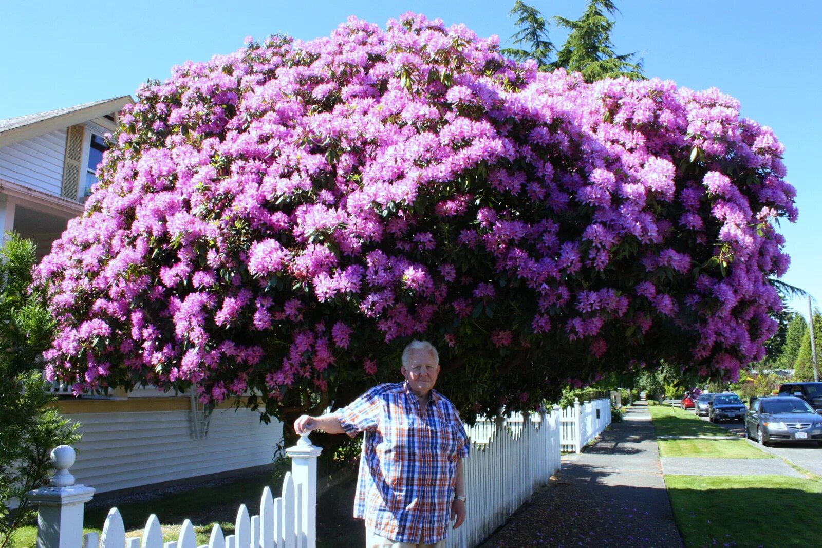 Канадский рододендрон дерево. Розовое дерево купить